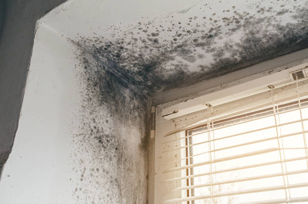 Affordable Crawl Space Mold Removal solutions in Ashland, IL