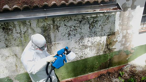 Top rated local Crawl Space Mold Removal specialists in Ashland, IL